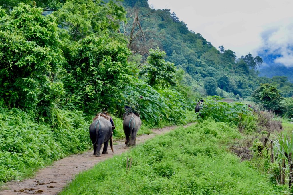 Chiang Mai es el lugar idóneo para ver elefantes en Tailandia. Elige siempre santuarios éticos. 