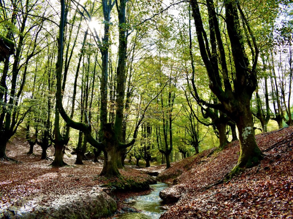 Hayedo de Otzarreta en octubre (Gorbeia)
