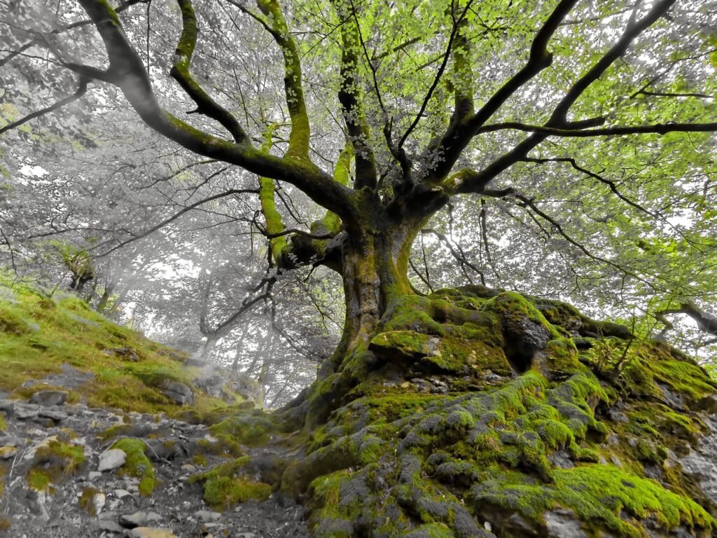Llenos de misterios y leyendas, así son los hayedos que guarda el Parque Natural de Gorbeia