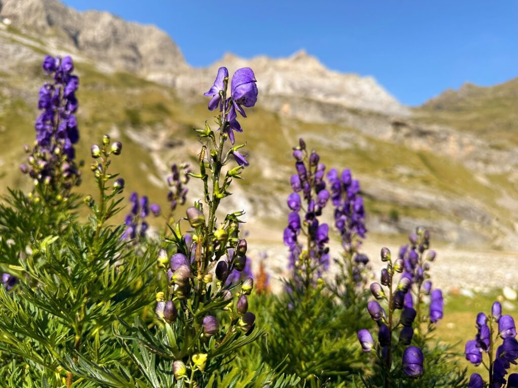 Acónito de los Pirineos tan bella que de venenosa