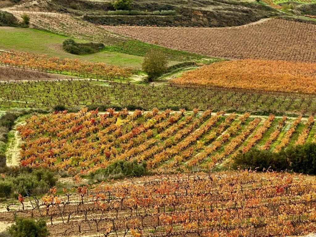 El otoño ha llegado a los viñedos a los pies de Sierra Toloño