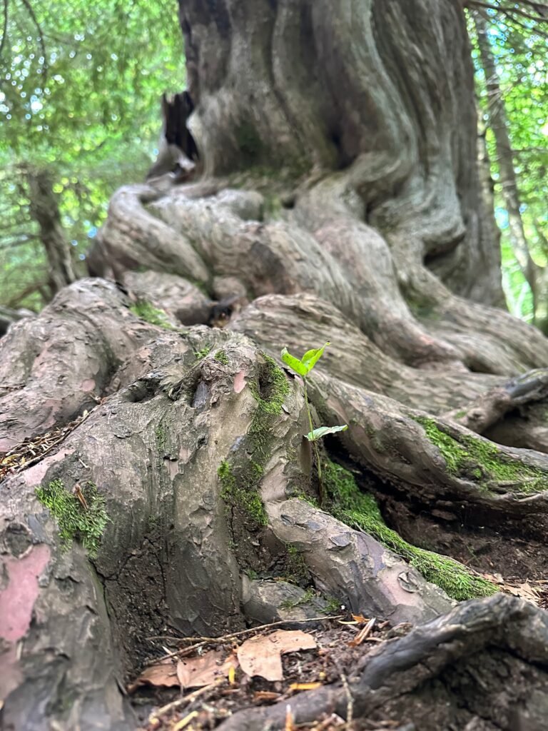 Tejos en el Parque Natural de Pagoeta (Gipuzkoa)