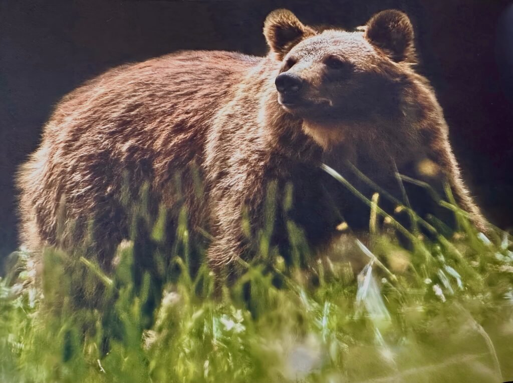 El oso pardo ha vuelto a Ariège