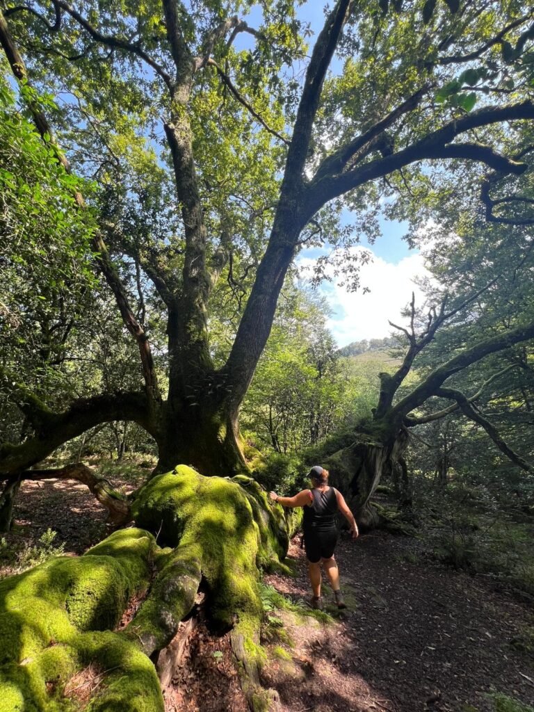 El Roble Tumbado (Ruta de los puentes)