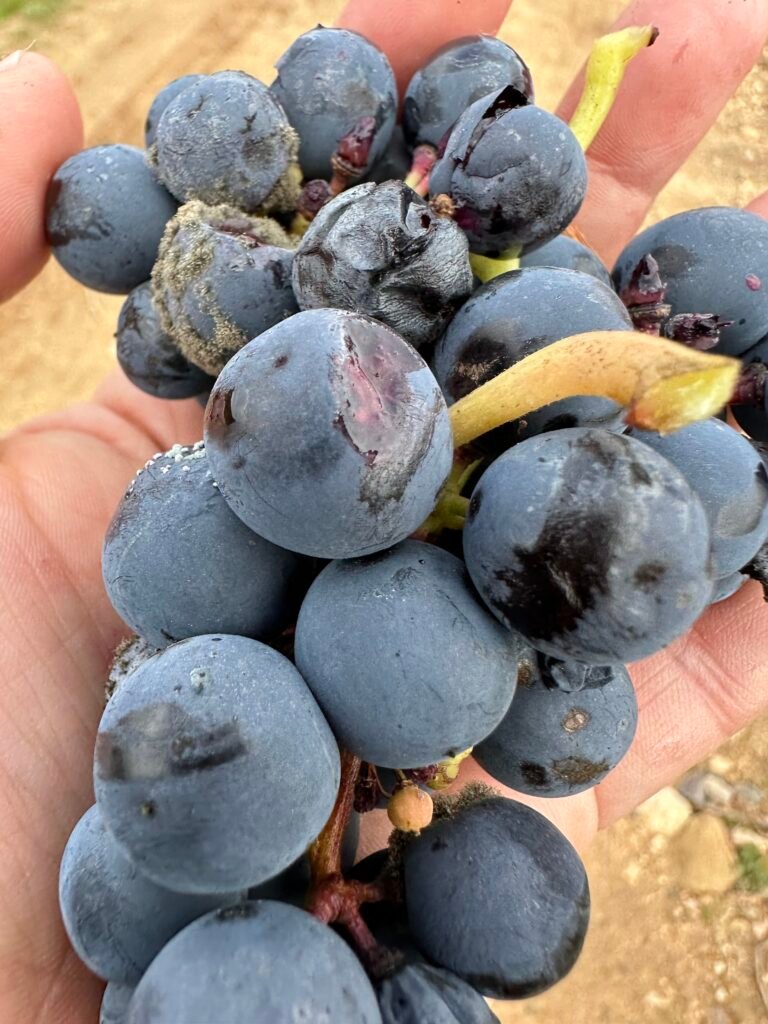 Tempranillo, la uva por excelencia de Rioja Alavesa
