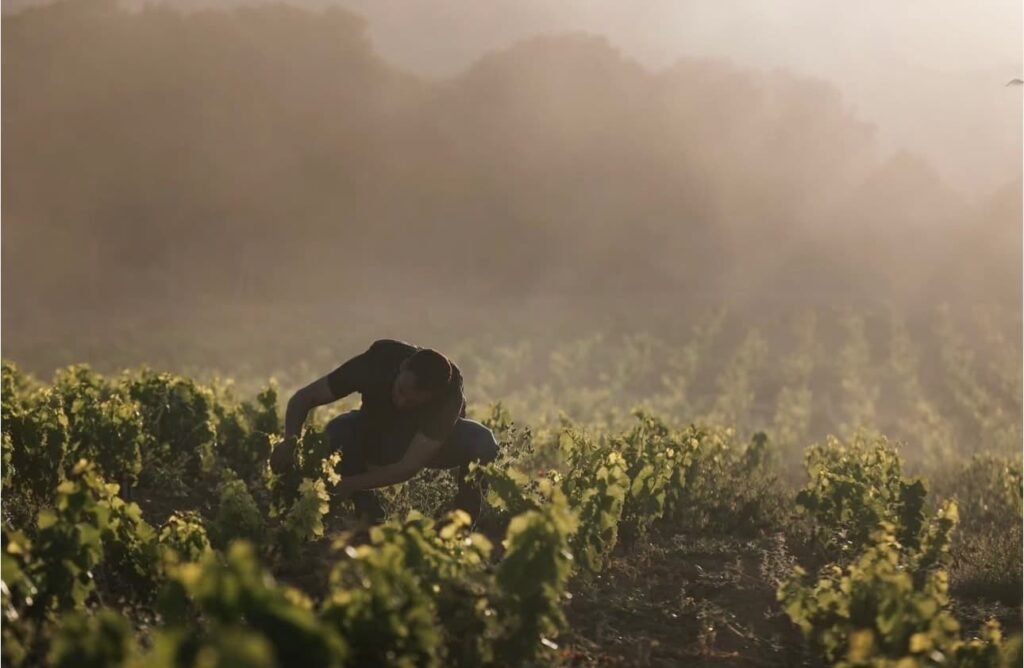 La época de la vendimia ha llegado a los viñedos de Bodegas Altún
