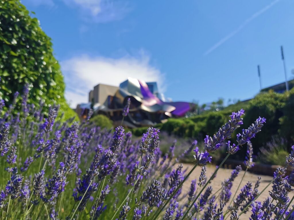 Marqués de Riscal: la ciudad del vino