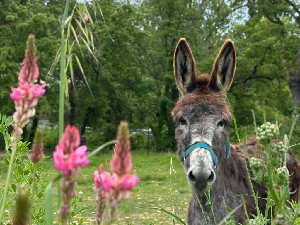 Las mejores rutas y paseos por Rioja Alavesa