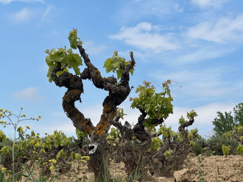 Viñedos de Rioja Alavesa - open your mind traveling
