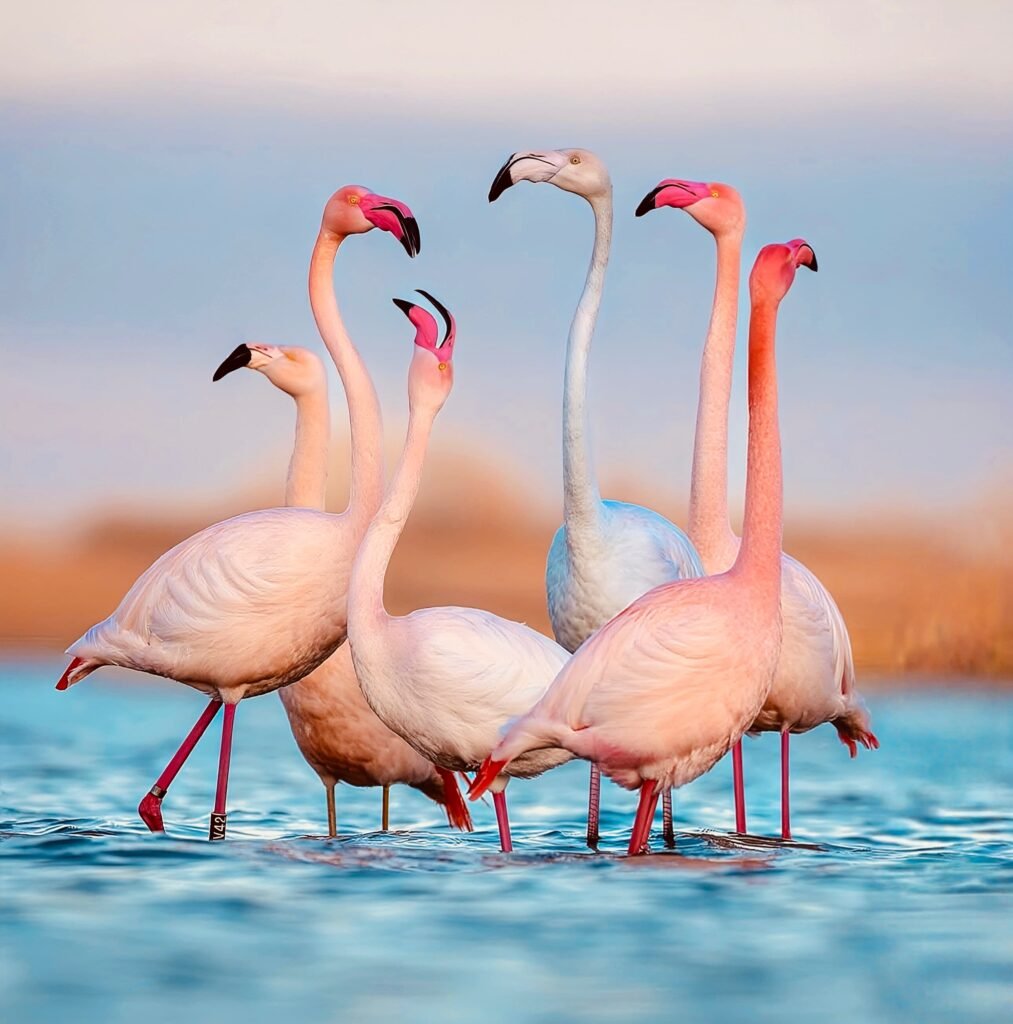 Flamencos rosas en Cerdeña