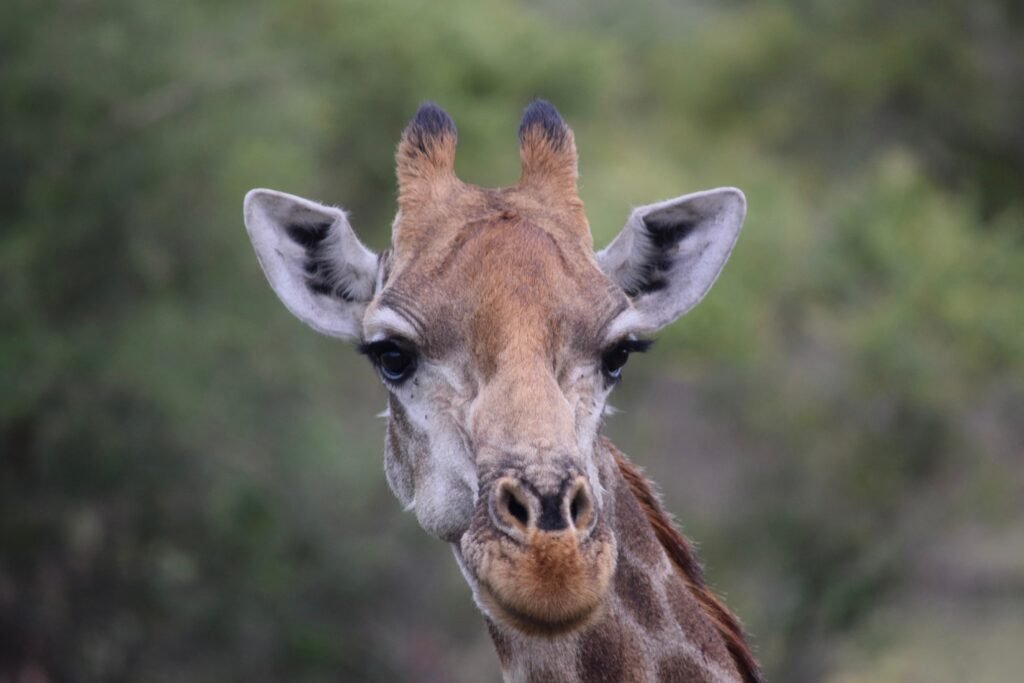 Fotografiando jirafas en un safari (Kruger, Sudáfrica)