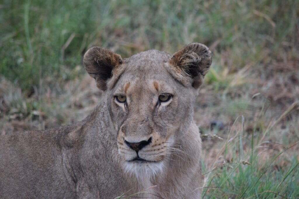 Fotografiando leonas en un safari (Kruger, Sudáfrica)