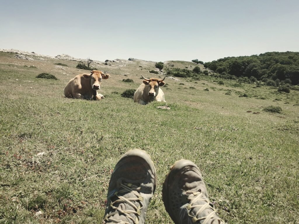Urbasa también tiene praderas infinitas con vacas de lo más simpáticas