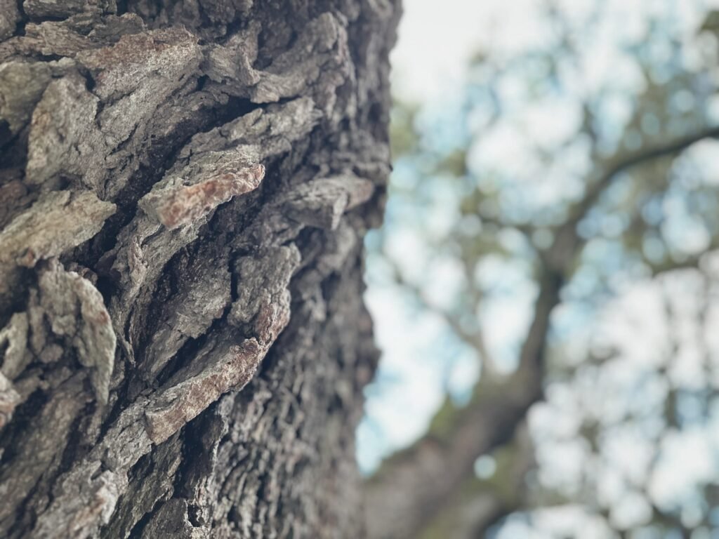 La encina de Eraul (o Basaura) es un árbol singular clasificado como monumento natural