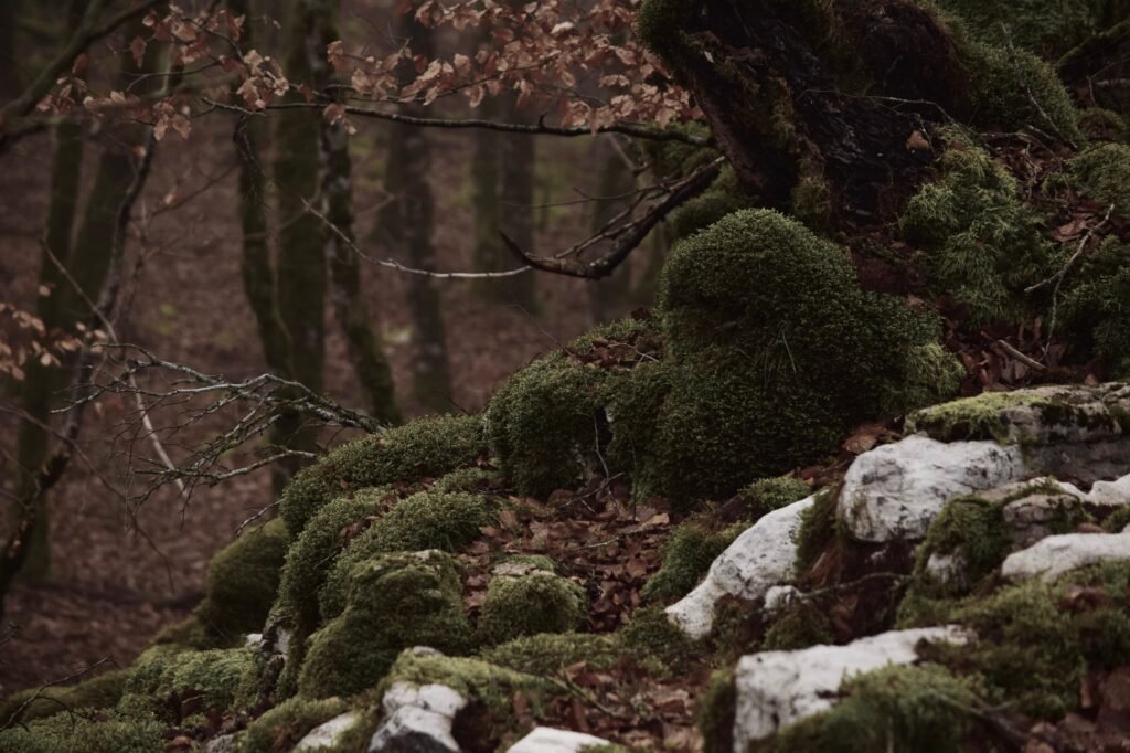 Hayedo Encantado del Parque Natural del Urbasa