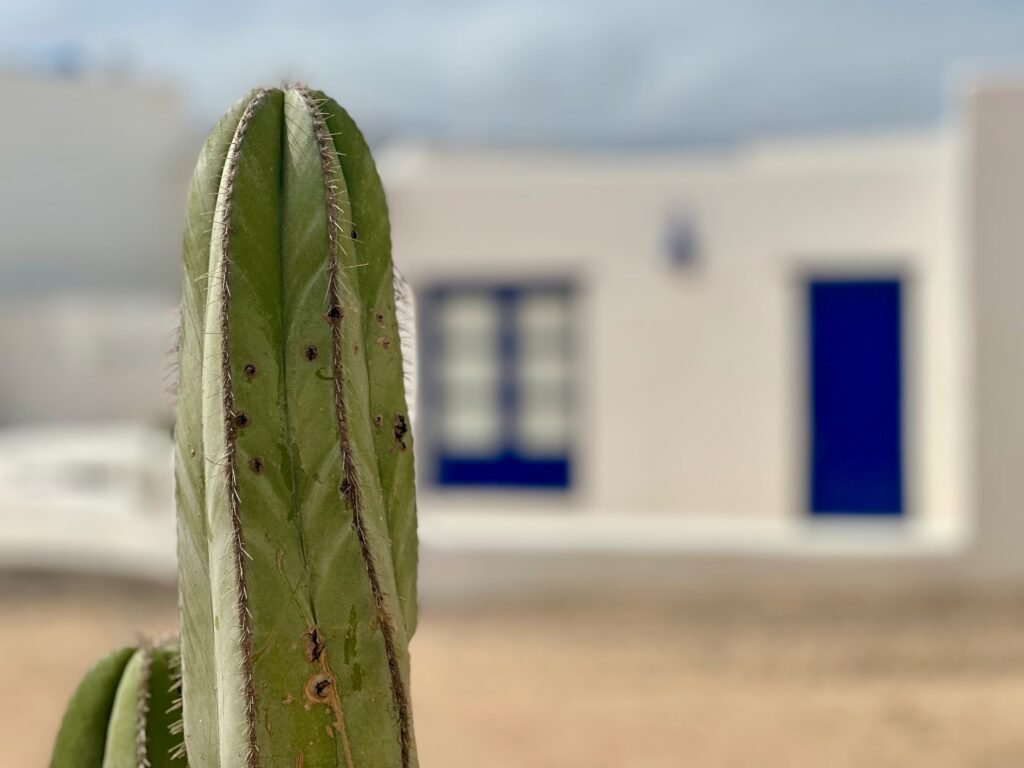 Merece la pena visitar La Graciosa… pero dependiendo de lo que busques.