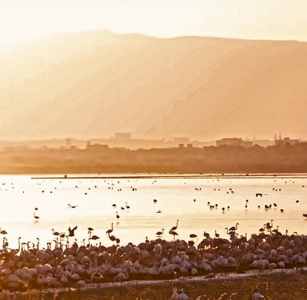 Flamencos rosas al sur de Cerdeña