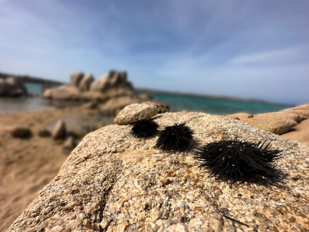 La isla de la Caprera es nuestra favorita del Archipiélago de La Maddalena