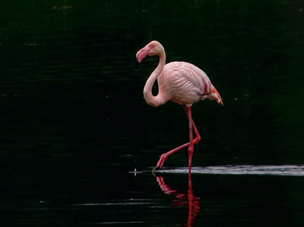 Las marismas de Doñana son un cruce de caminos para millones de aves que migran entre Europa y África