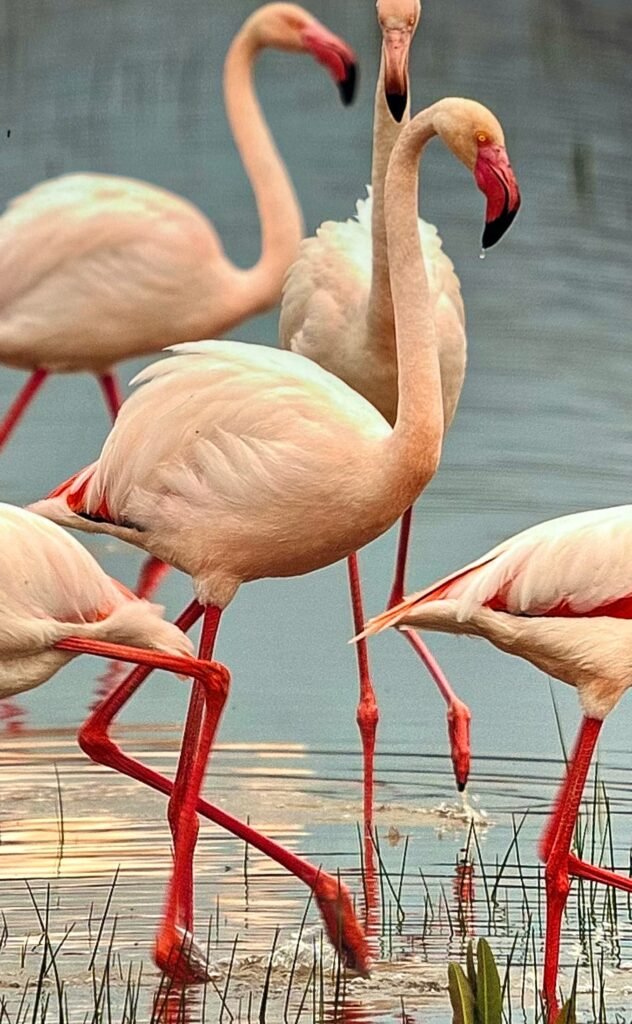Flamencos cerca de Cagliari (Cerdeña)