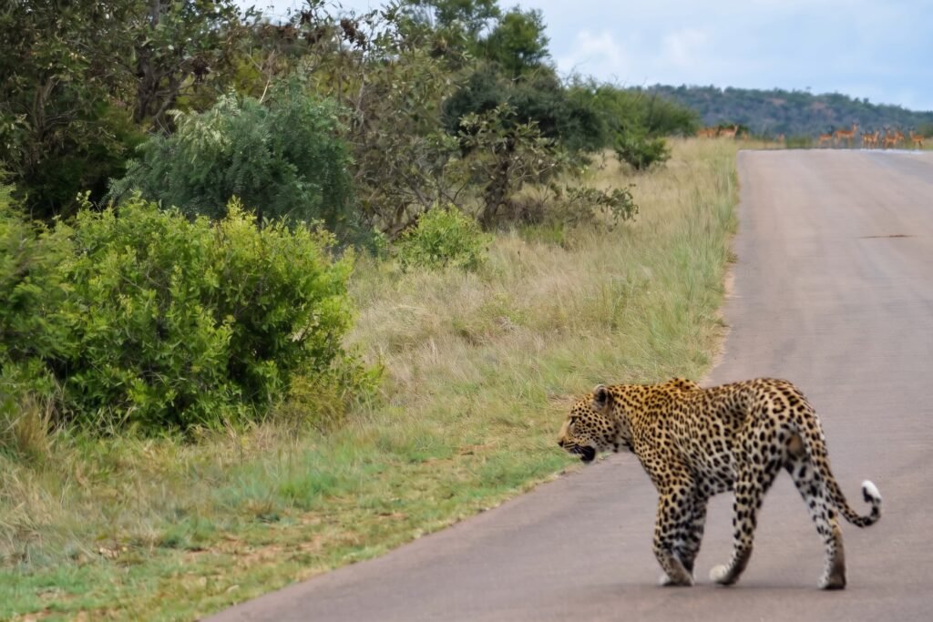 Un leopardo atraviesa la carretera en Kruger (Sudáfrica)